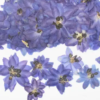 120pcs 4-7cm Presate Uscat Violet Consolida Ajacis Plante cu Flori Ierbar Pentru a Face Bijuterii carte Poștală Cadru Caz de Telefon DIY