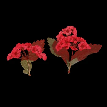 10 Bucati Naturale Roșii de Flori Presate Flori Uscate pentru Ornament DIY Meșteșug a Face Bijuterii Pandantive Farmece